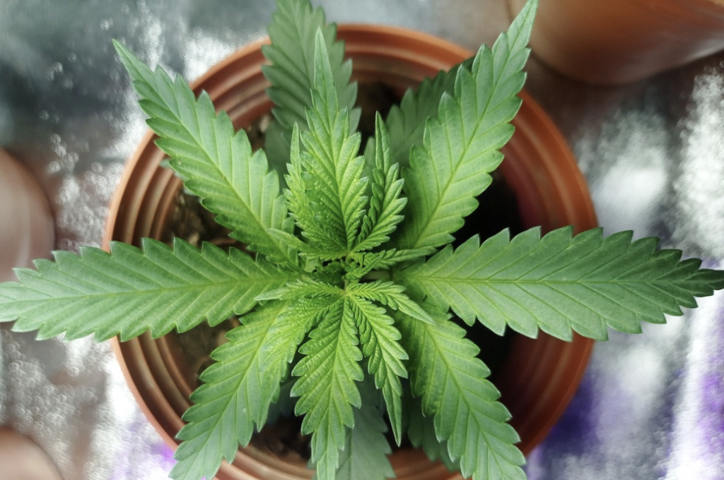 How to Spot Fake THC Vape UK